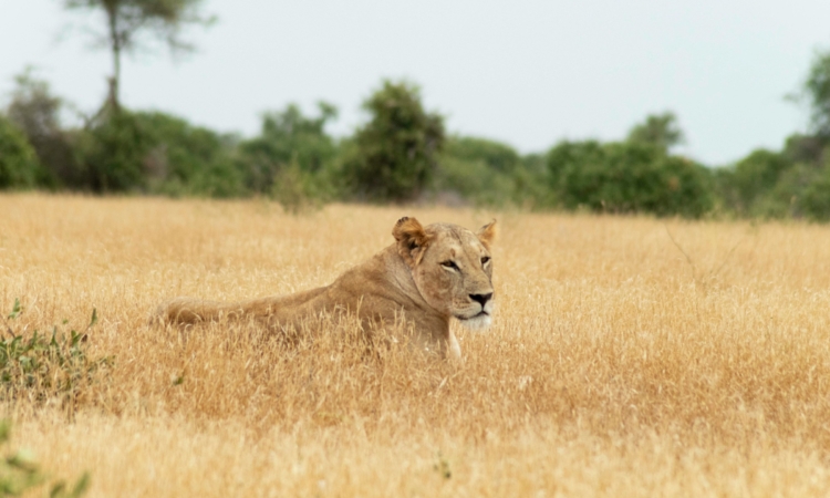 Best Kenya Tour Operators & Tsavo Safari Companies